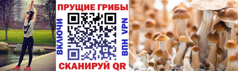 Псилоцибиновые грибы ЛСД  купить закладку  Миллерово 
